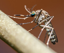 why we need mosquitoes: understanding the mosquito life cycle